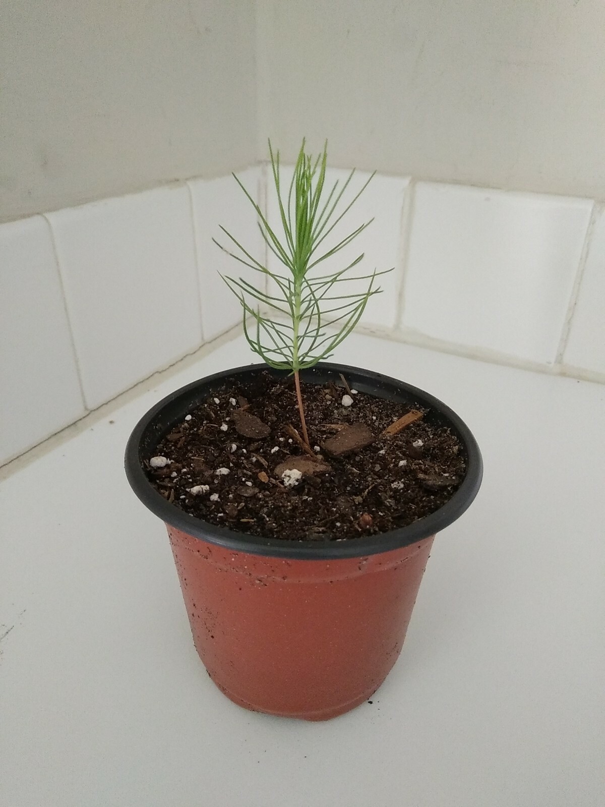 Loblolly Pine Tree, 4″ Pot