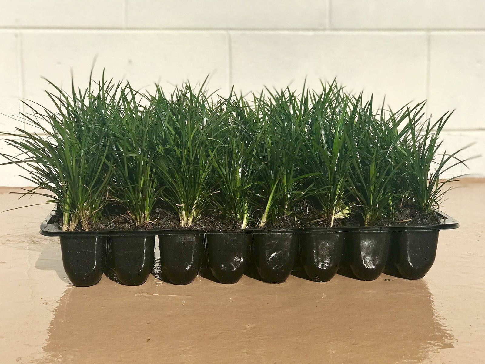 Mondo Grass 18 Pack – Evergreen Groundcover – Full Sun to Part Sun Live Outdoor