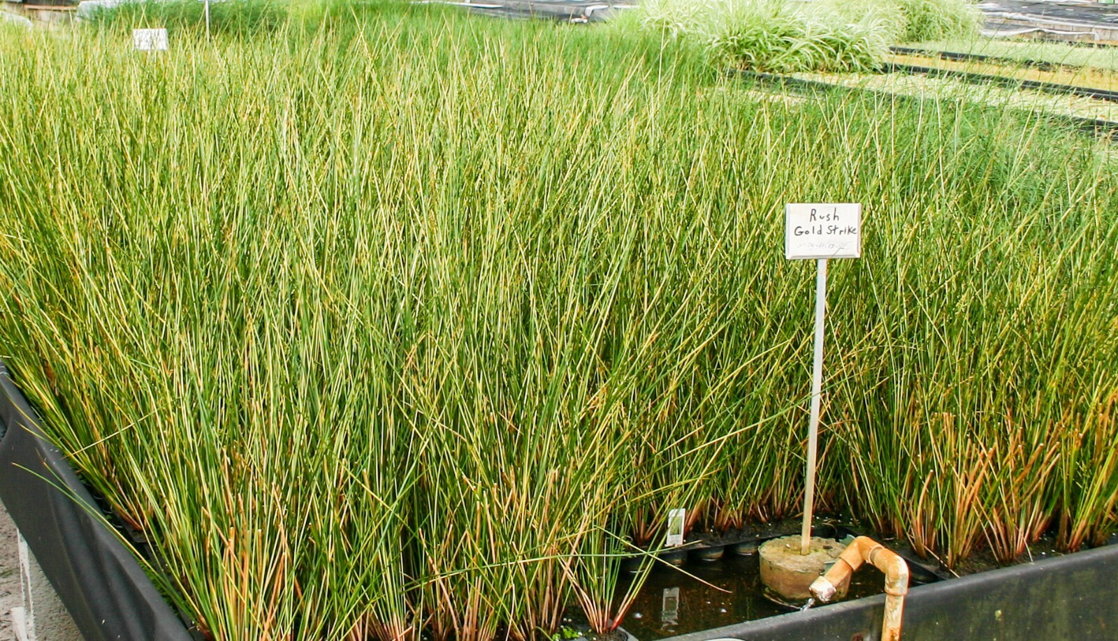 Live Gold Strike Rush Juncus effusus Cold Hardy Aquatic Marginal Pond/Bog Plant
