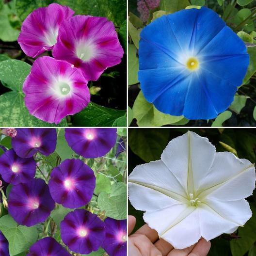 Morning Glory TOP O’ THE MORNING Mix Tall Vine Hummingbirds Non-GMO 100 Seeds