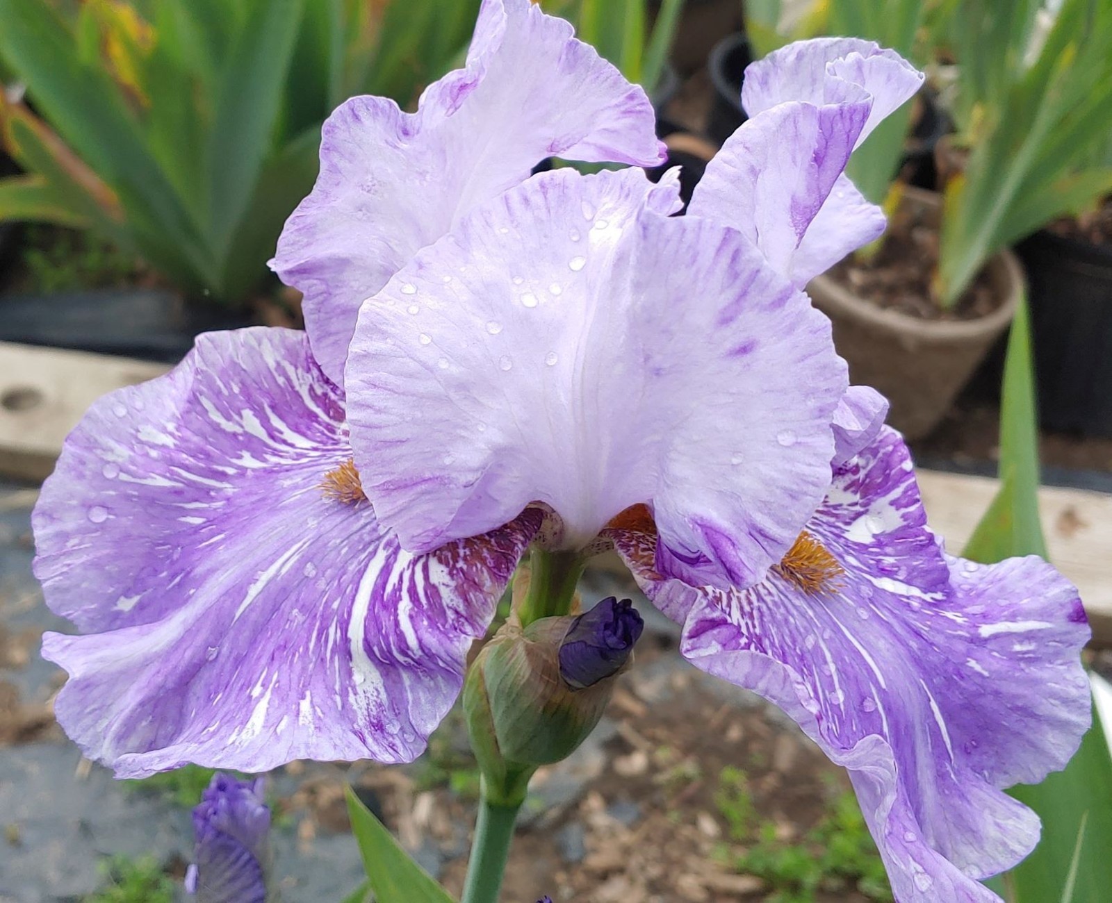 ‘Gnu’ Tall Bearded Iris Rhizome PRE-SALE to Ship Aug/Sept