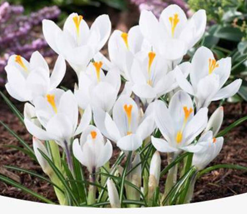 20 SEEDS pure White CROCUS fragrant flower exotic bush garden plant USA Seller