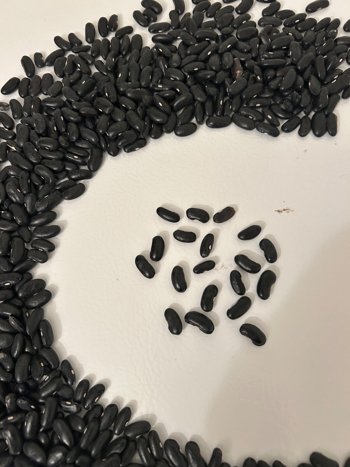 60+ Cobra Bean Seeds Phaseolus vulgaris Sweet Heavy Producer