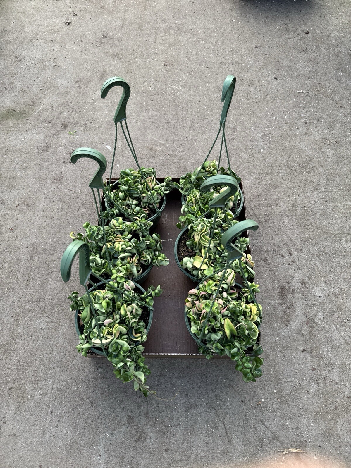 8” Hoya Rope – Hoya Compacta – Hindu Rope – Hoya Carnosa