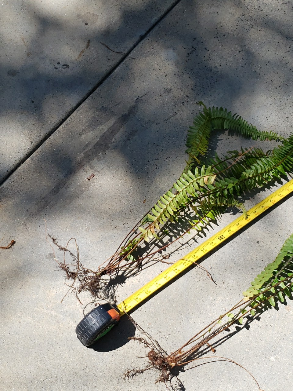 2 Christmas Fern – Grow Tall With 3′ Long Starter Plants rooted