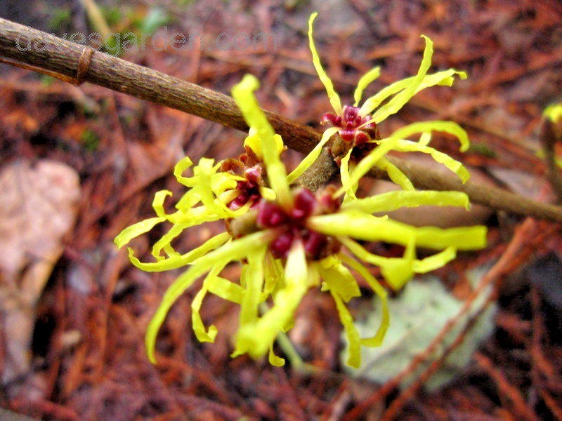 10 SUNBURST WITCH HAZEL SEEDS – Hamamelis × intermedia ‘Sunburst’