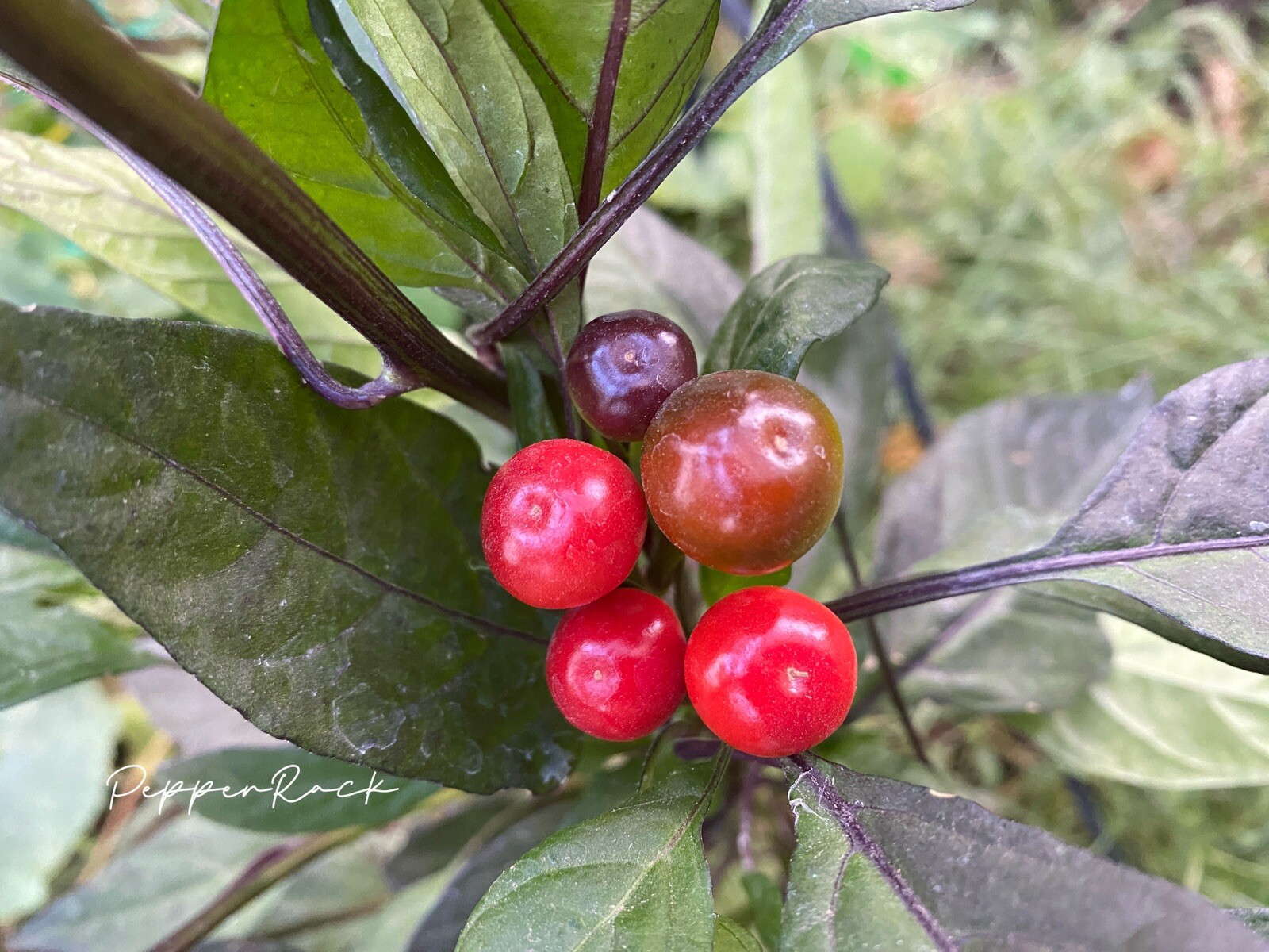 RARE✿ Heirloom Black Pearl Hot Chili Pepper 15 Seeds ●Distinctive Plant