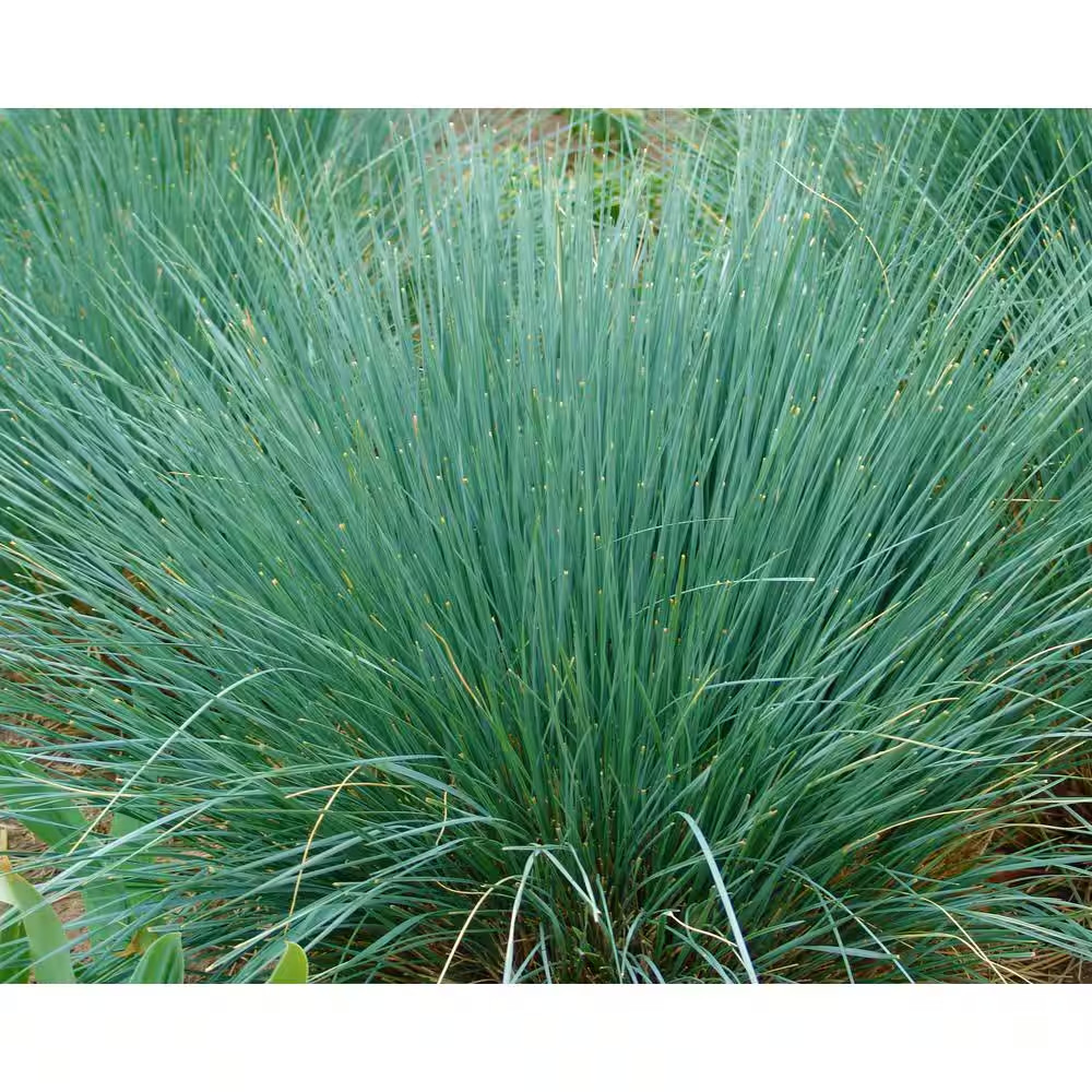 1 Gal. Blue Oat Grass – Long Flowing Blue-Silver Blades of Grass Can Retain Thei