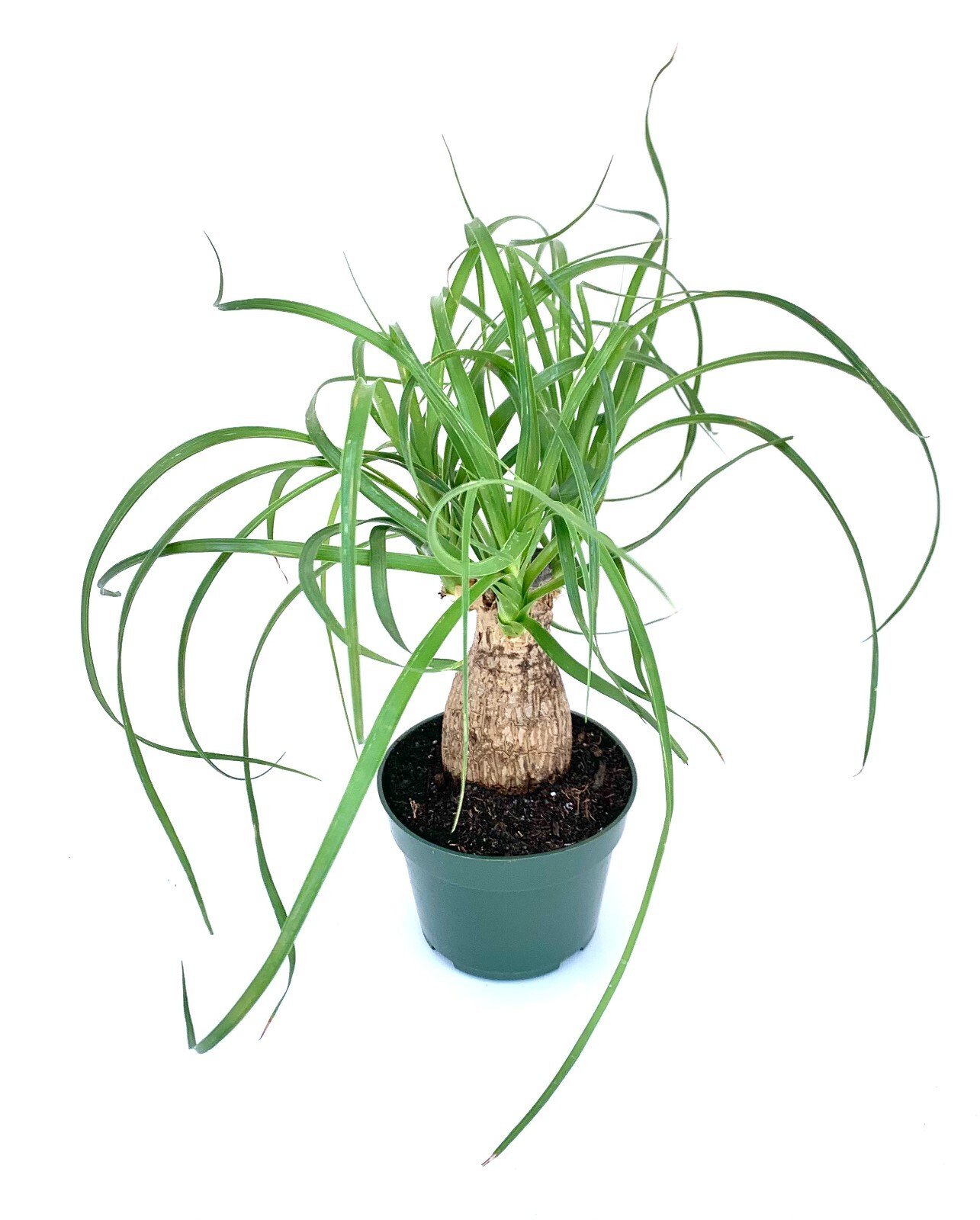 Ponytail Palm Beaucarnea Recurvata Live Potted Plant, 4” Pot