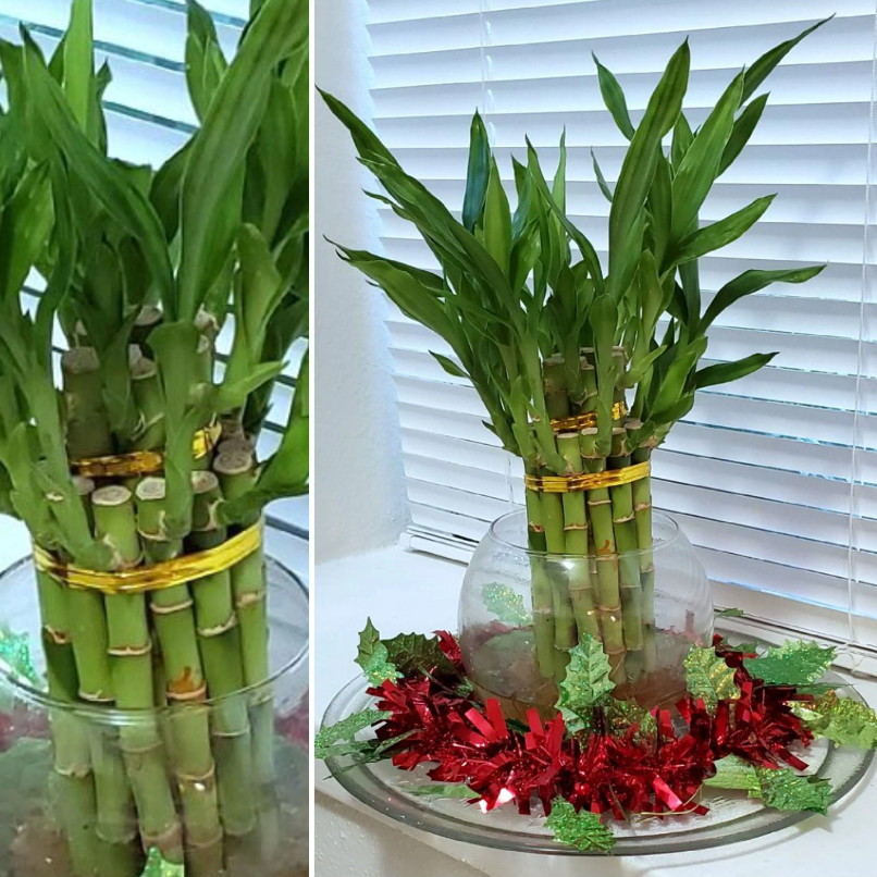 Lucky Bamboo Plant Live, 2-Tiered W/ Butterfly Stake