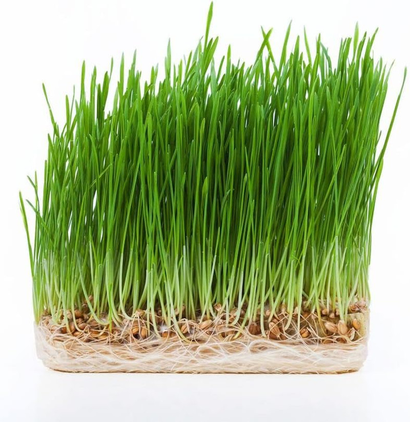 Hard Red Wheatgrass Seeds, 5 Lb Bulk – Non-Gmo | Hard Red Winter Wheat Variety.