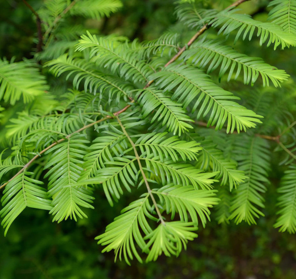 Live Dawn Redwood Plant, 8–12″ Tall, Quart Pot, No Ship AK, HI, or PR
