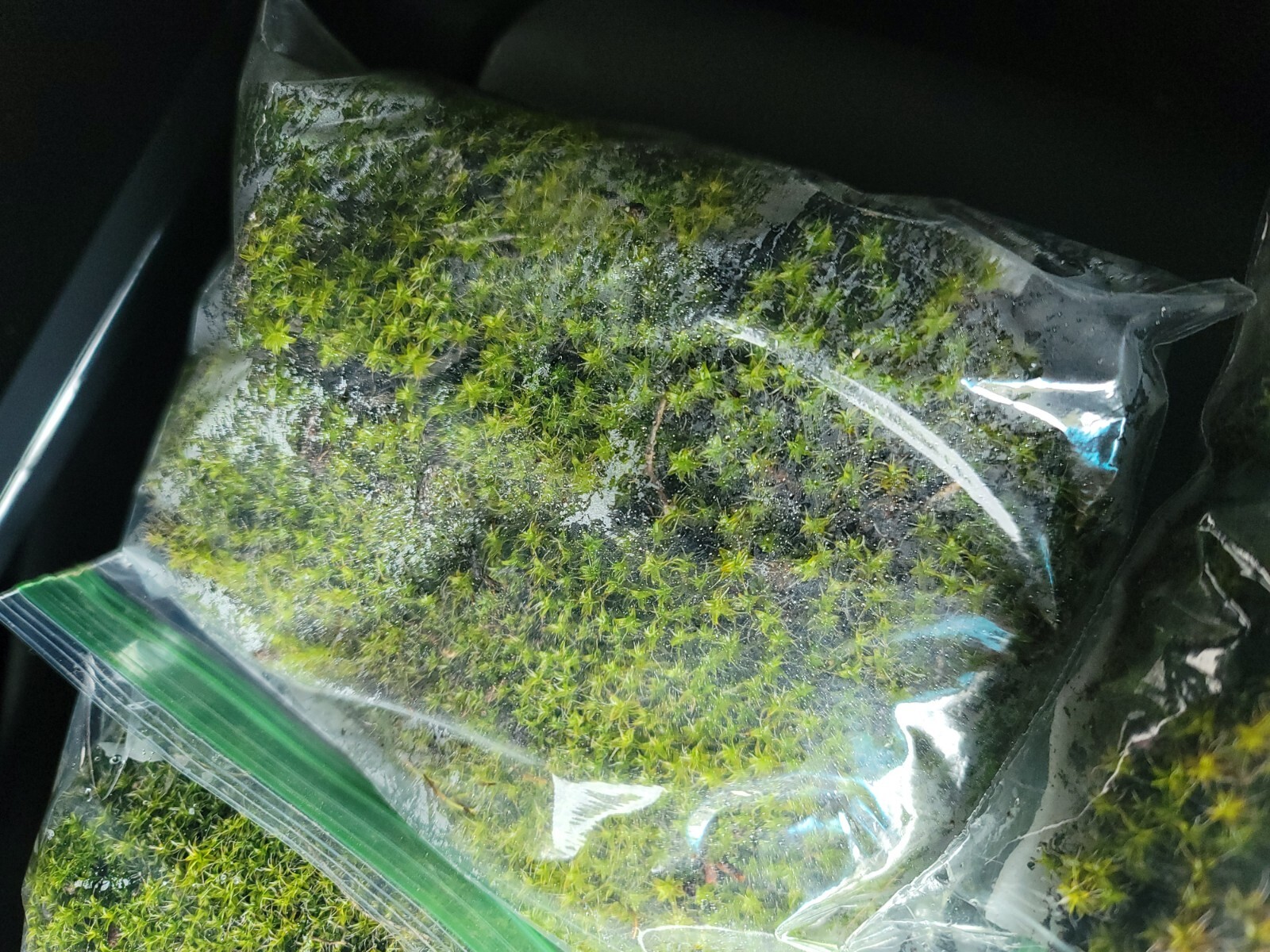 Premium✨Live Superb Fresh Moss 🌱 Zip Lock Bag -FULL BAG Terrarium Vivarium✨️