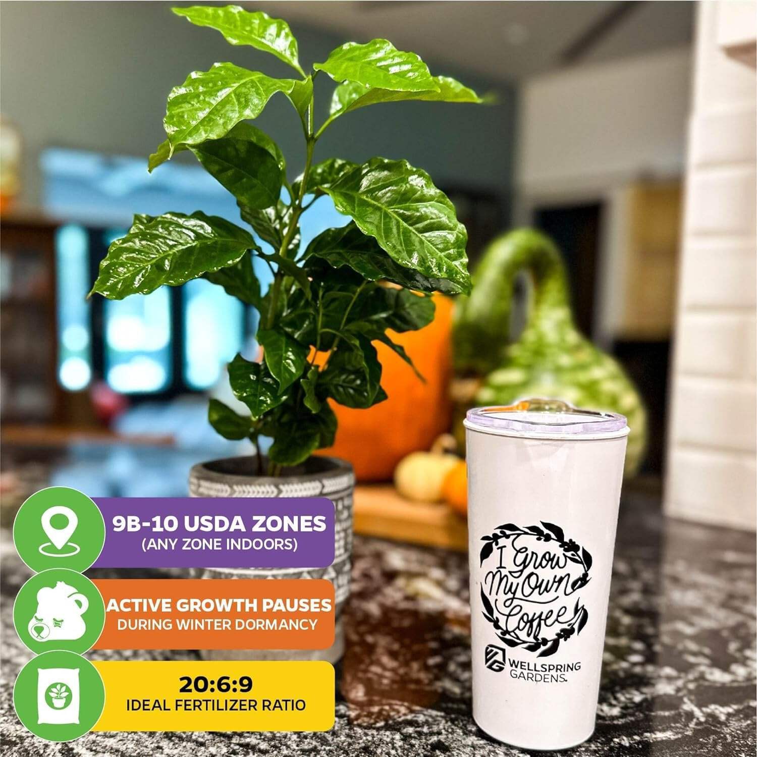 Live Coffee Plant + ‘I Grow My Own Coffee’ 18-OZ Travel Tumbler Gift Set – Coffe