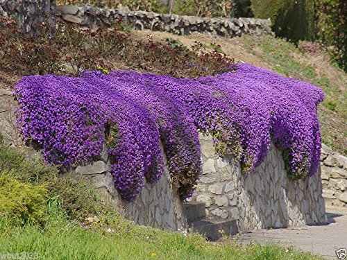 250 Aubrieta Seeds Cascade Purple Flower Plant Seed Set Brown Gardening