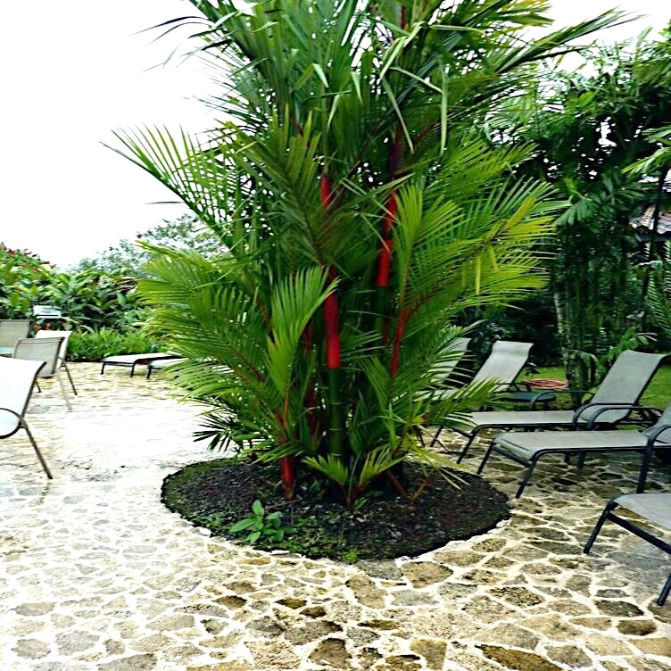 20 RED SEALING WAX “LIPSTICK” PALM TREE SEEDS (Cyrtostachys renda) House Plant