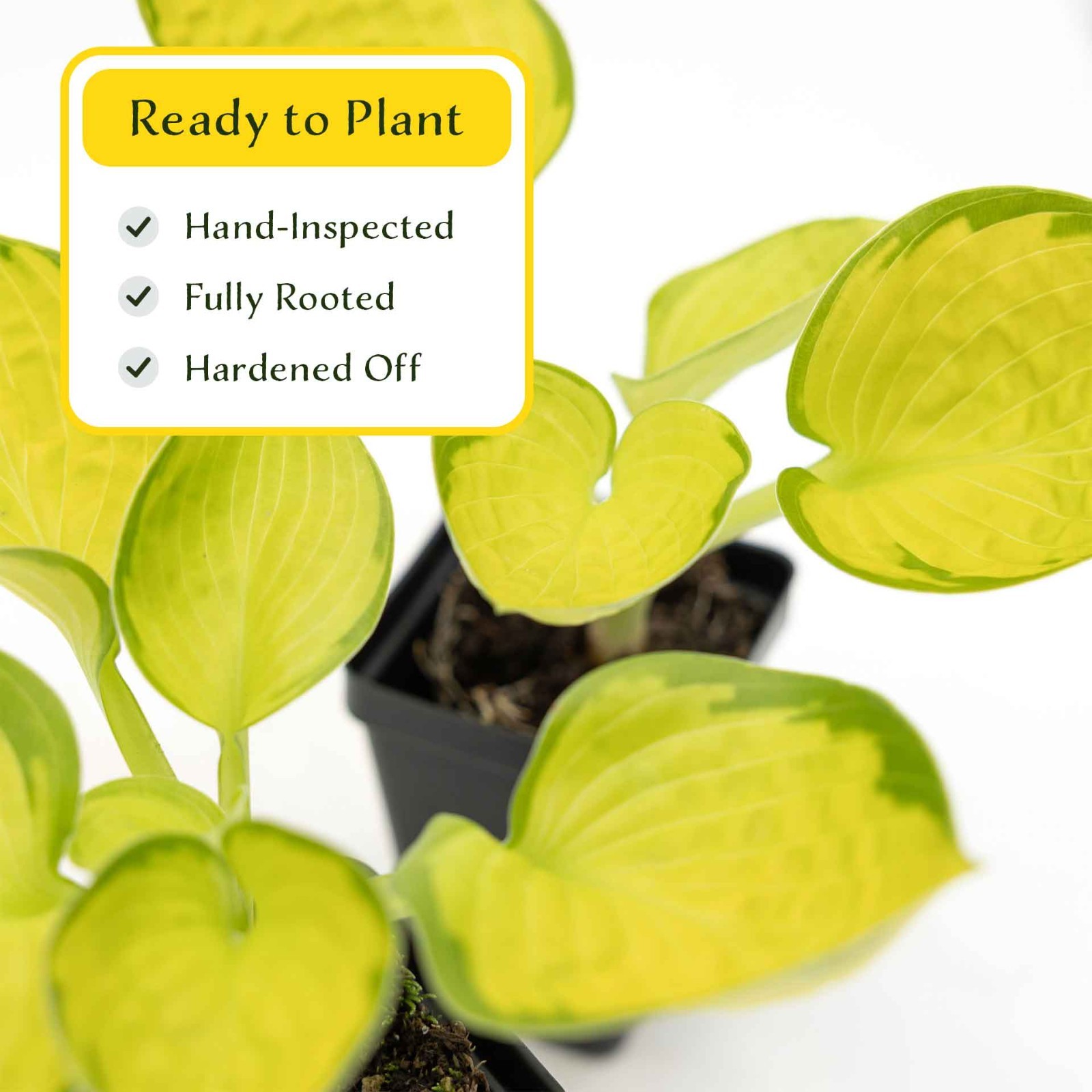 2 Rainforest Sunrise Hosta Plants in 3.5” Cubes, Variegated Yellow Shade Plant