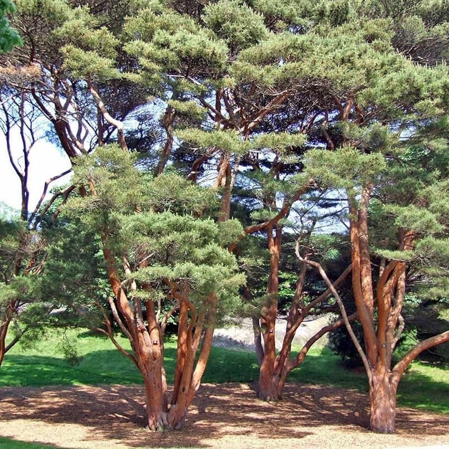 50+ Japanese Red Pine Seeds Pinus densiflora Evergreen Bonsai Tree