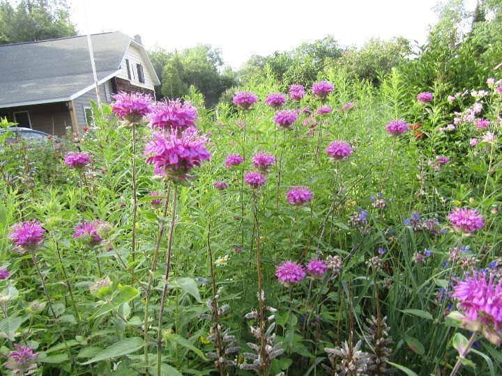 8 Live mixed color monarda bee balm PLANT Bergamot Perennial Butterfly 3-9