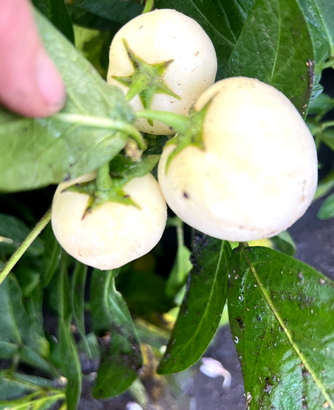 6 Cuttings of the ‘Vista’ variety pepino melon – delicious sweet cucumber.