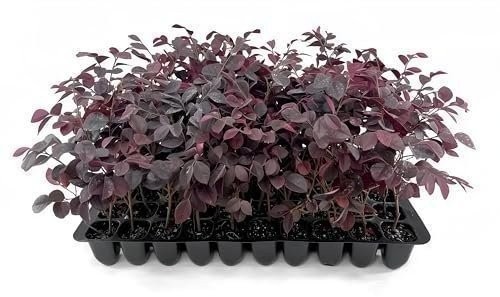 Loropetalum Carolina Midnight | Live Plants | Chinensis Rubrum | Evergreen…