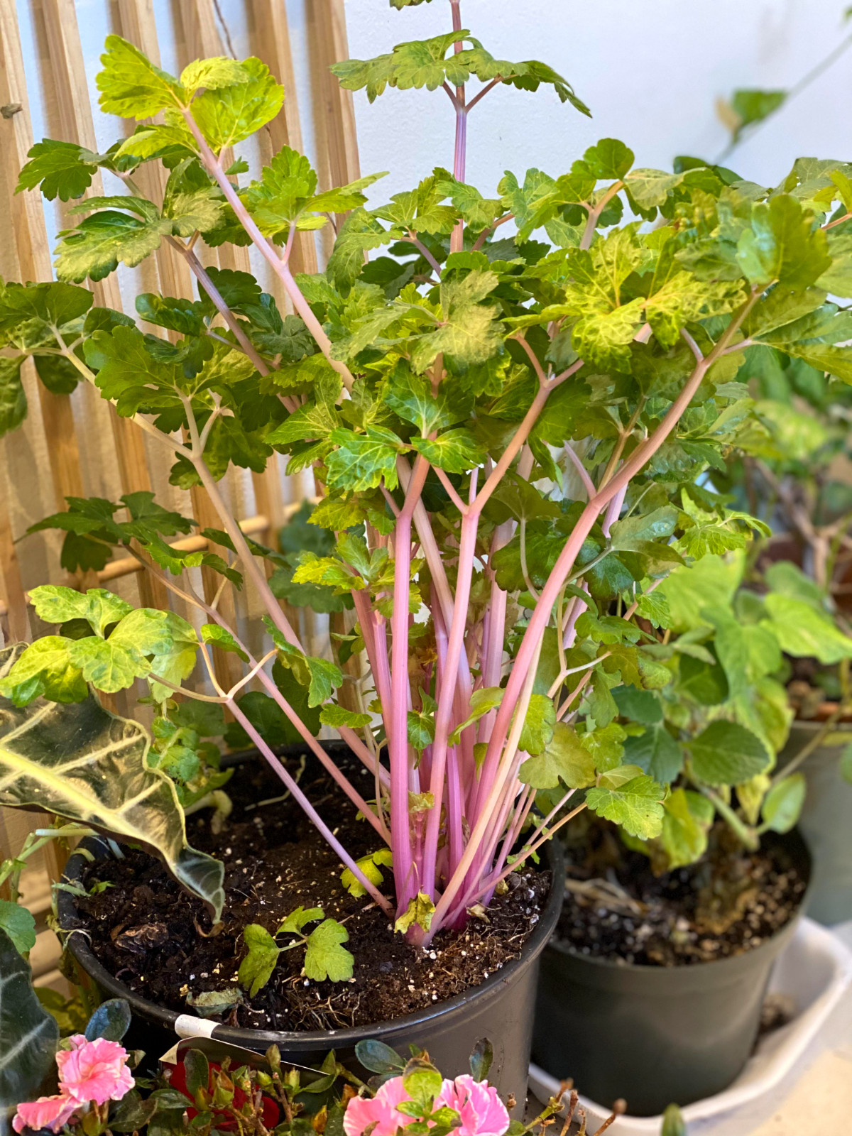 🌱 Heirloom Chinese Pink Celery Seeds 50+