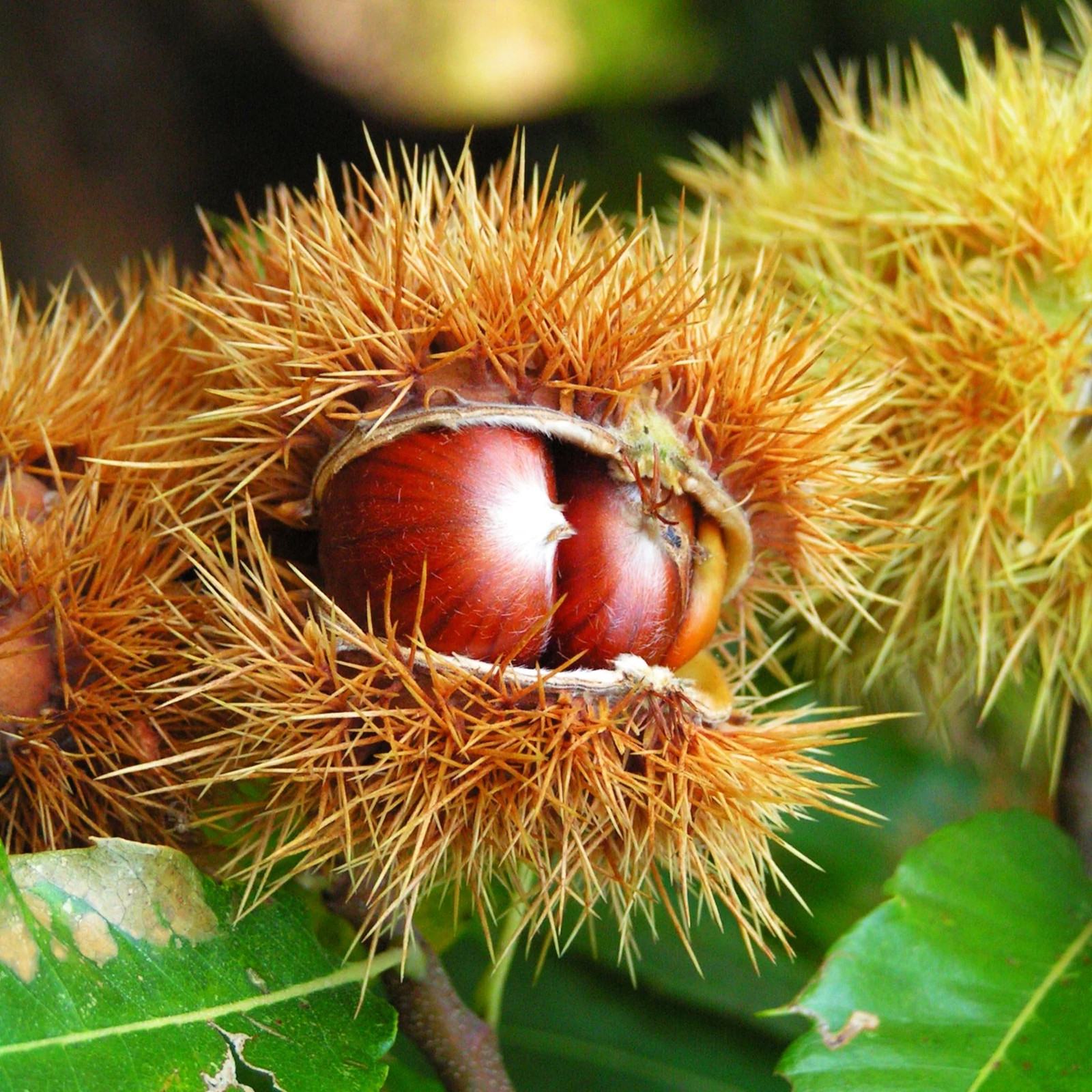 Sweet Chestnut Tree (European x Japanese Hybrid) Seeds – For 2026 Planting