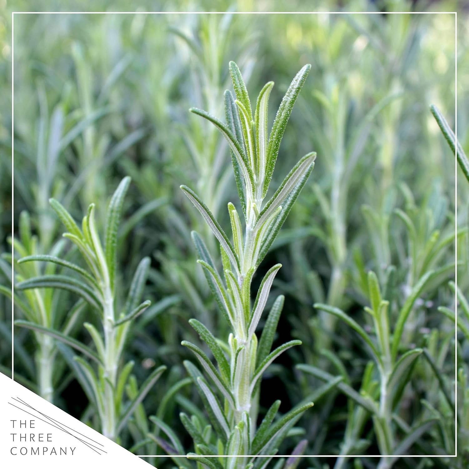 Fresh Rosemary Set of 4 – Aromatic Edible Herbs for Cooking and Air Quality