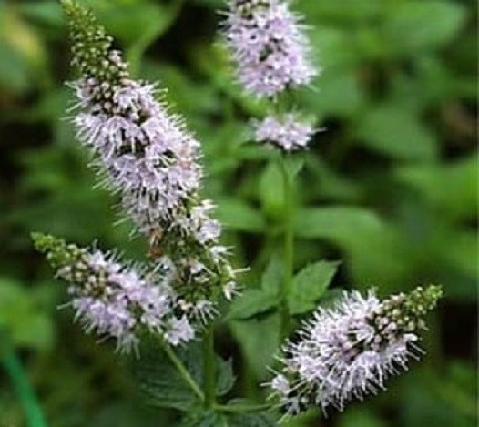 100 Peppermint Seeds Herb Seeds
