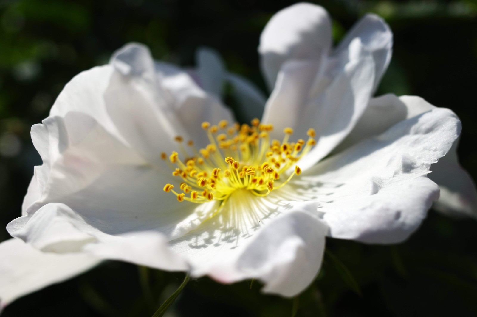 10 WHITE JAPANESE ROSE Rosa Rugosa Alba Bush Shrub Flower Seeds *Flat Shipping