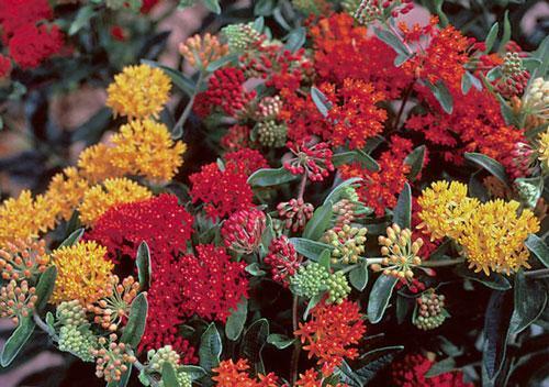 Asclepias tuberosa | Gay Butterflies | 20 Seeds