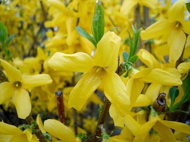 10 Forsythia Cuttings 5” Organic Unrooted Non-GMO