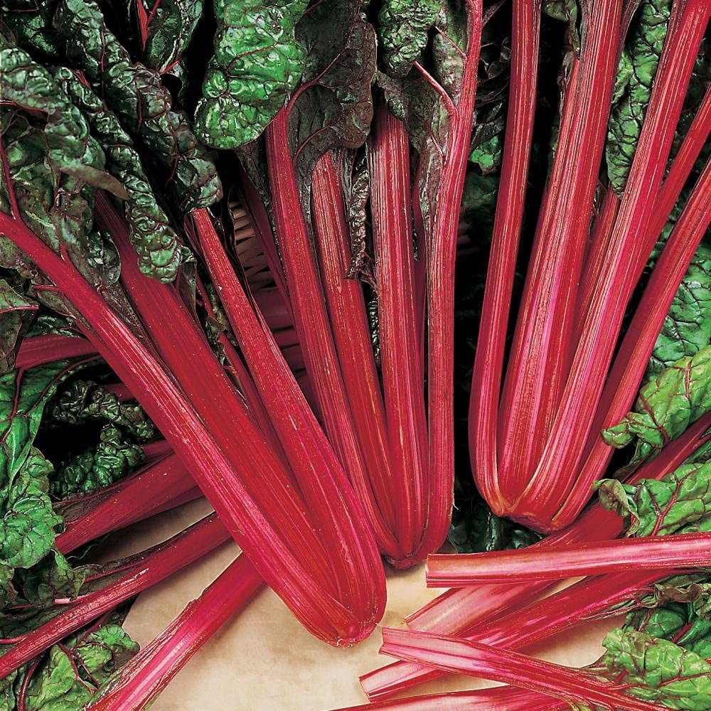 Rhubarb, Swiss Chard, Heirloom, Non-GMO, Rhubarb Swiss Chard Seeds, 500 Seeds