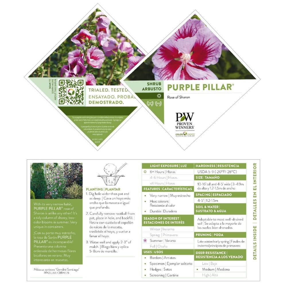 2 Gal. Purple Pillar Rose of Sharon (Hibiscus) Plant with Purple Flowers