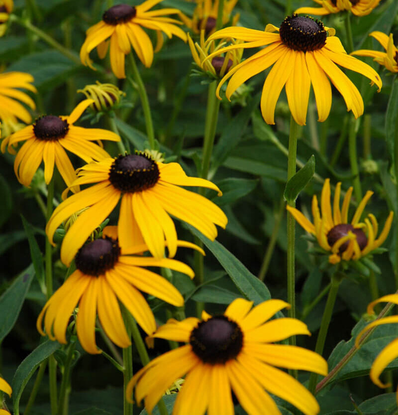 Black Eyed Susan Rudbeckia Goldsturm 15 Plants in 3-1/2 inch Pots