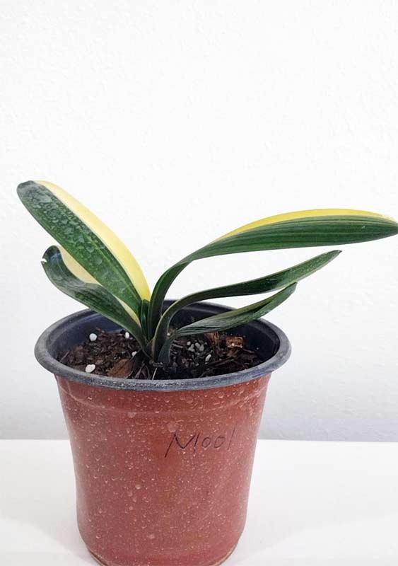 Top Variegated Clivia 鸳鸯 Mandarin ducks & FuLun福伦 High end varieties with pot