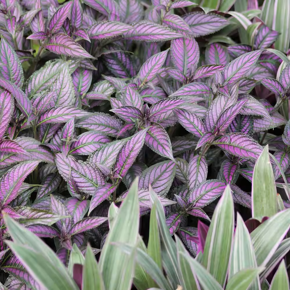 4 In. Persian Shield Purple Bloom Strobilanthes Plant (16-Pack)