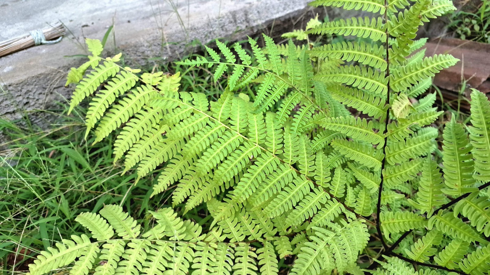 1000 + SENSITIVE FERN Onoclea Sensibilis aka Bead Sympathy Spores Seeds