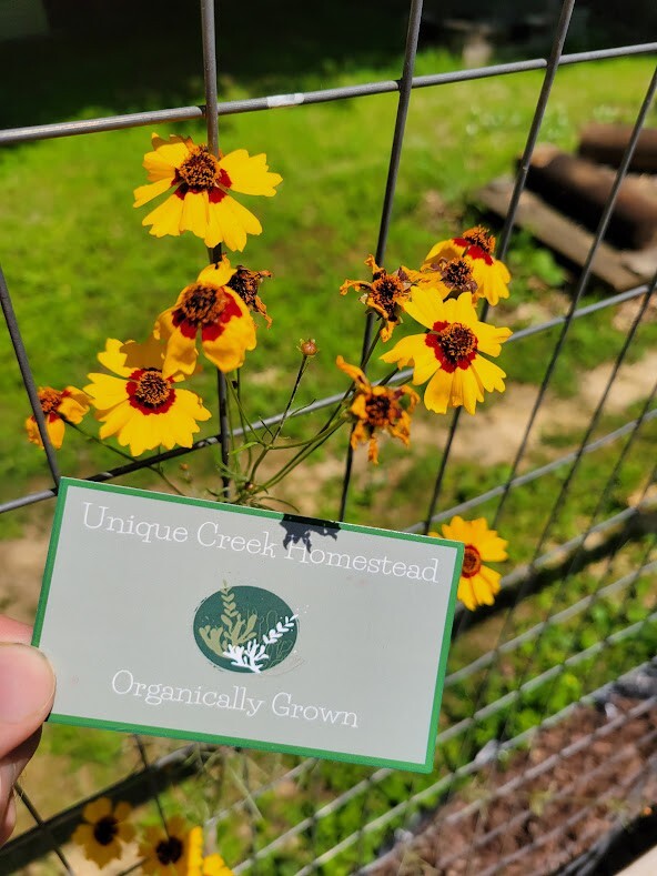 Plains Coreopsis Seeds Organic At Unique Creek Homestead Certified