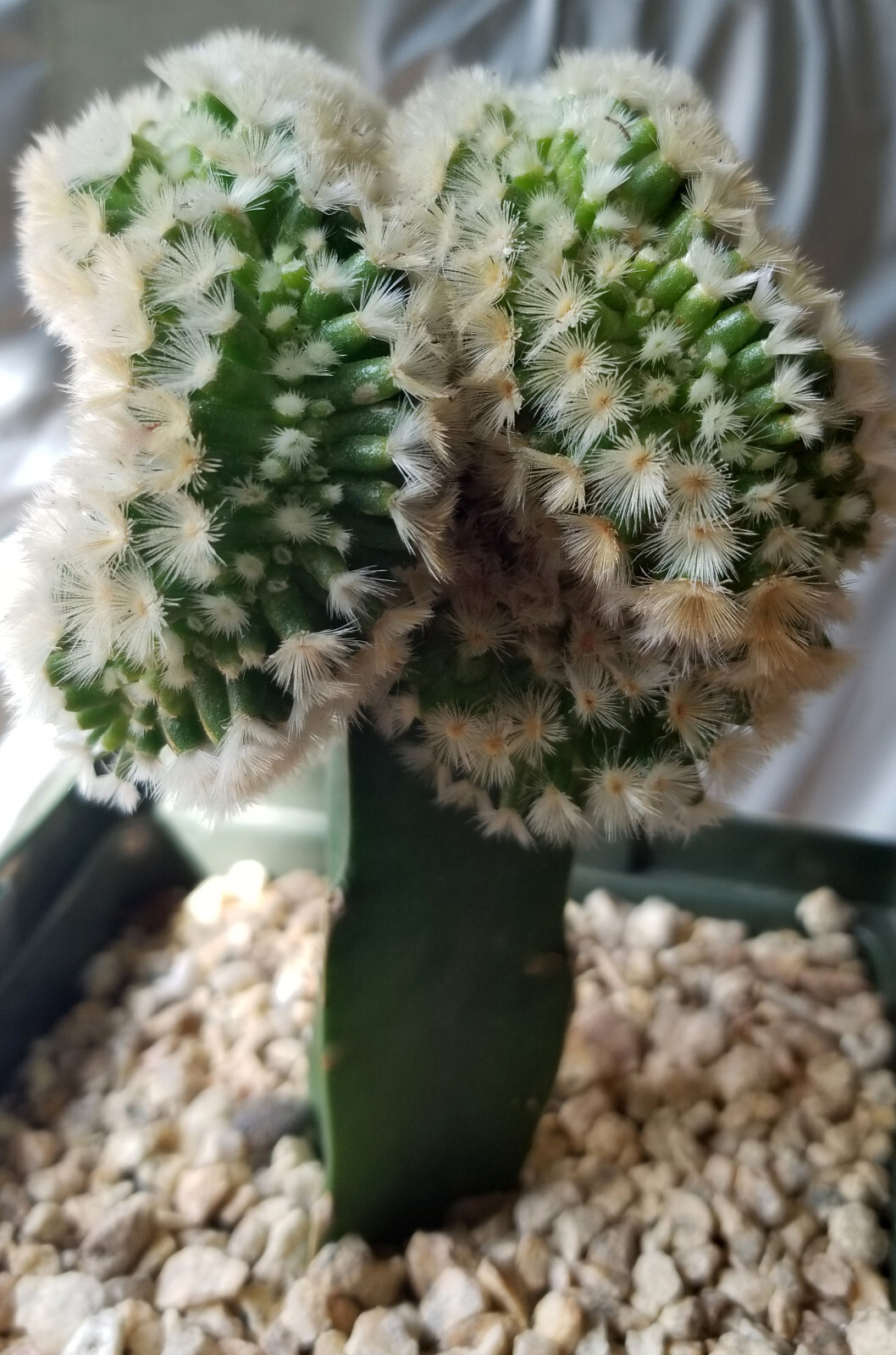 Robust, Gorgeous Mammillaria Carmanae Crest – a Must Have in any Collection