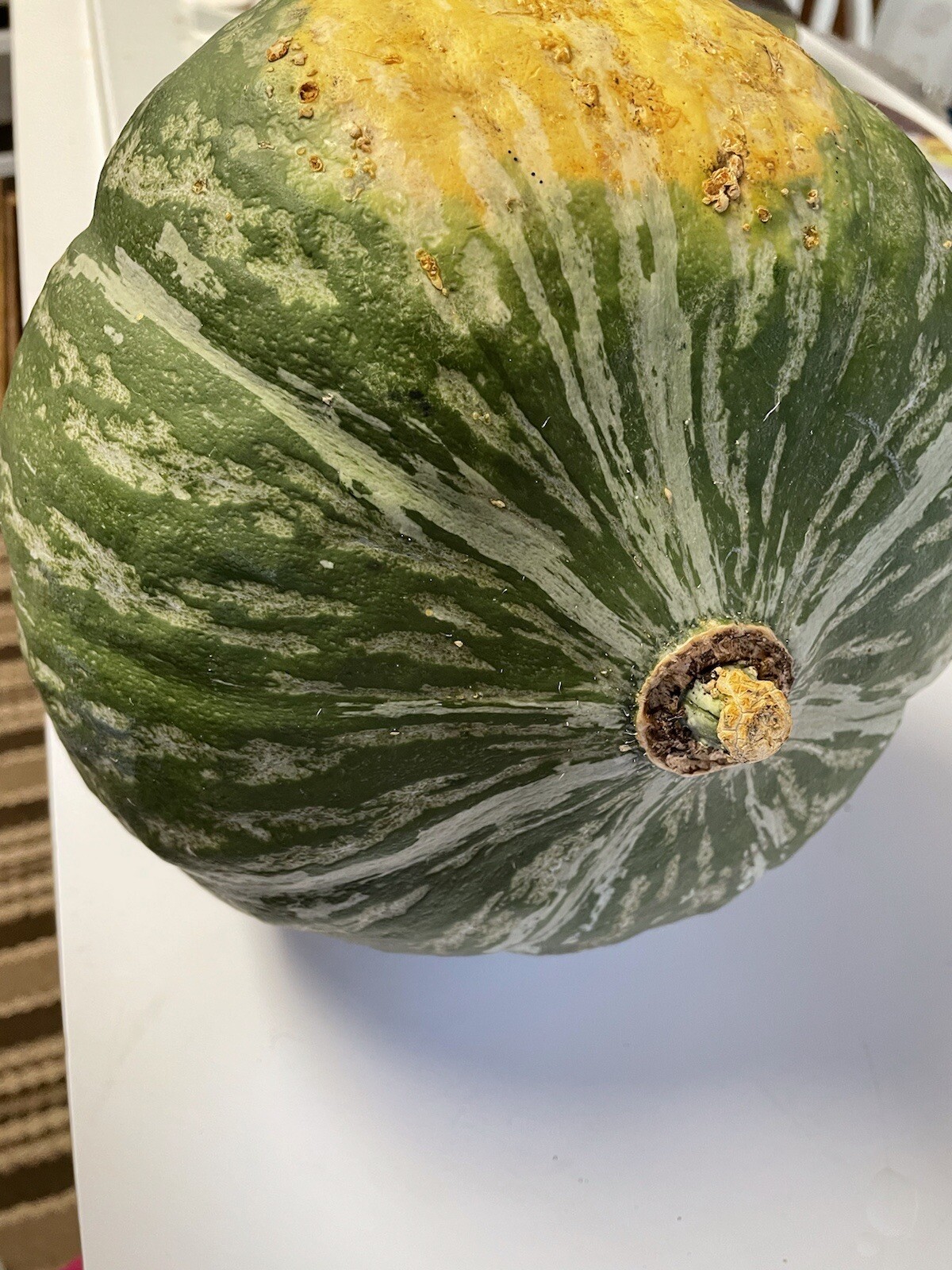 15 Lakota Squash   Japanese Kuri  Pumpkin  Squash  Seeds 2022 fall fresh seeds