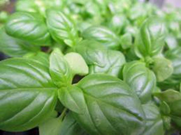 BASIL SEED, SWEET GENOVESE, HEIRLOOM, NON GMO, 100 SEEDS, HERB, SPICE
