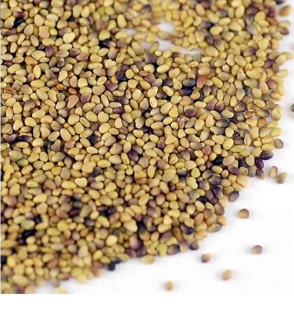 Handy Pantry Certified Organic Red Clover Sprouting Seeds – (8 Oz)