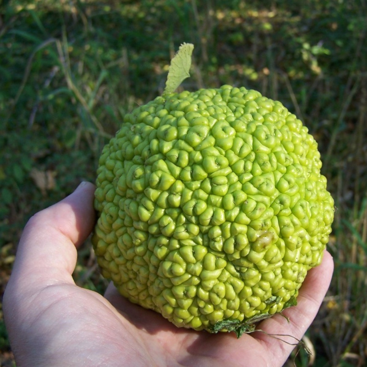 Osage Orange Tree Seeds (Maclura pomifera) ~ Hedge Apple ~ Fresh Seed ~
