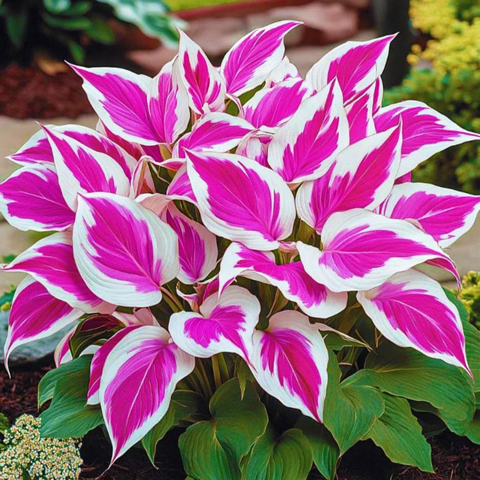 400+ Perennial Rare Hosta Seeds Heart-Shaped Bare Roots – Rich