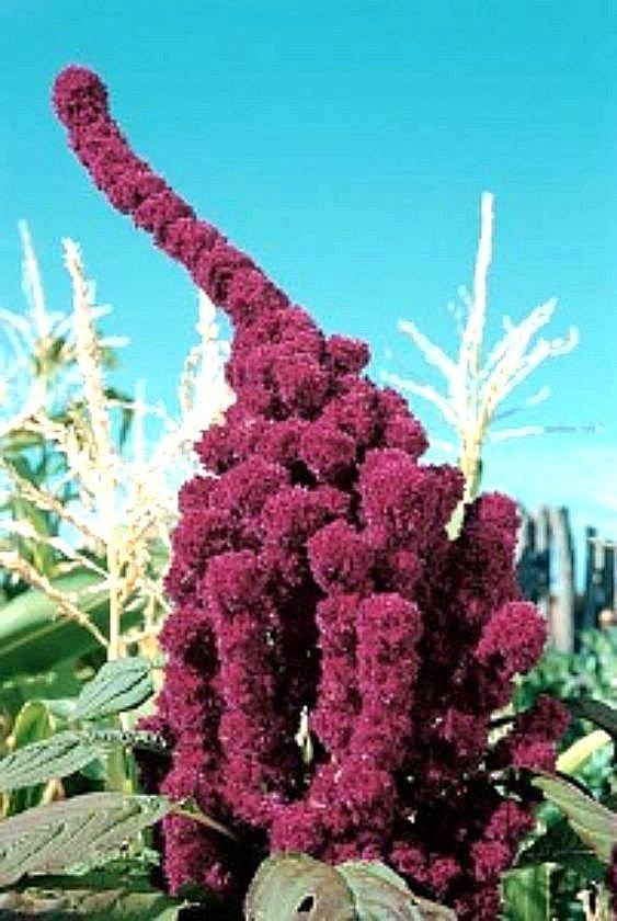 Elephant Head Amaranth HEIRLOOM 4-5 FT TALL – COMB. S/H SEE OUR STORE