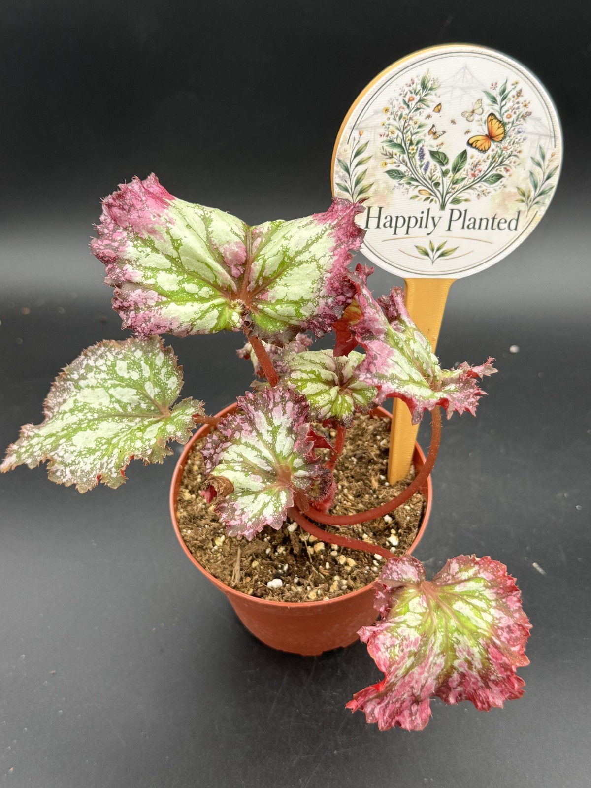 Begonia Fire Breathing Dragon – 4″ Pot Live Plant – Free Shipping