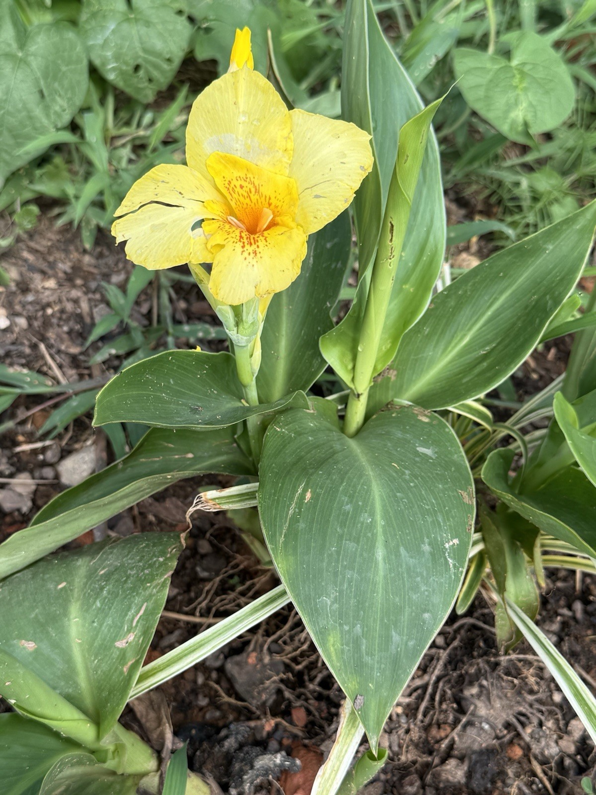 4 Bulbs Canna Lilly Bulbs Yellow Canna Orange Speckled Throat Medium Height 3ft