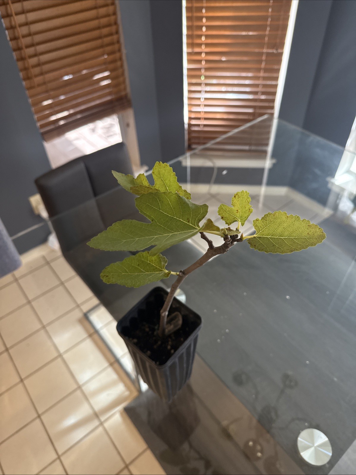 The God Father Fig Tree 🌲