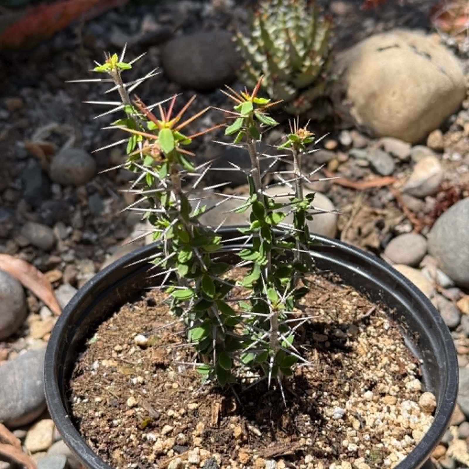 Euphorbia beharensis